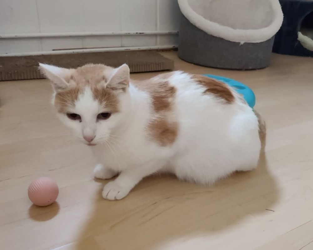 Katze Antonia