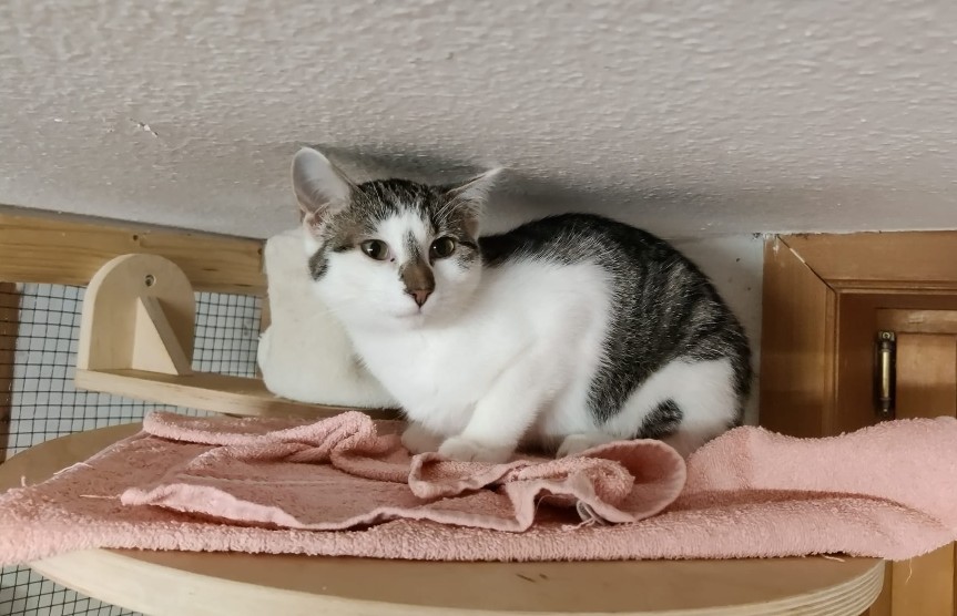 Katze Chica