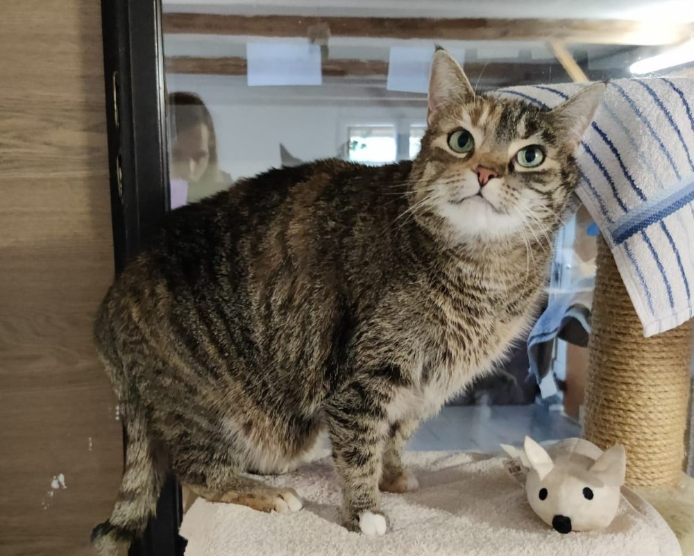 Katze Finchen Katz und Co