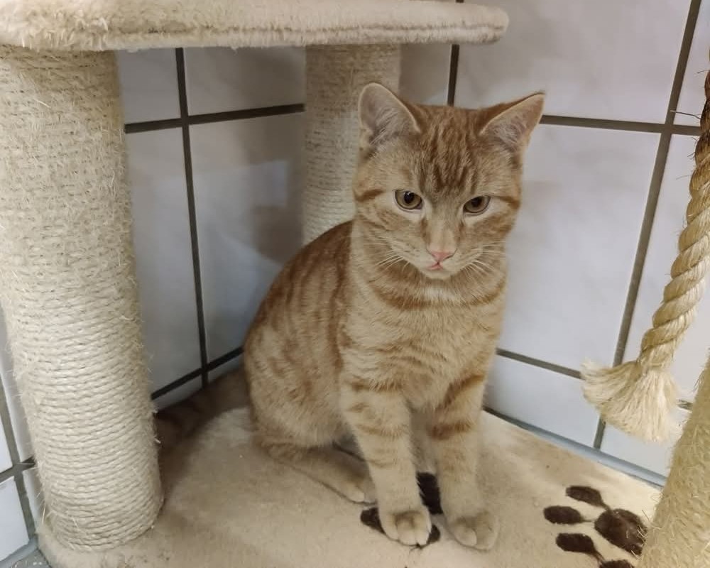 Kater Fox Tiernothilfe Katz und Co. Frielendorf