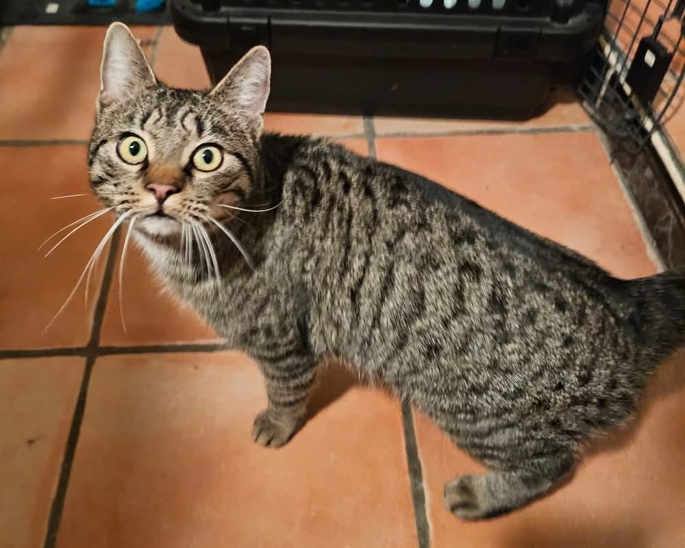 Kater in Frielendorf am 06.01.2025 gefunden