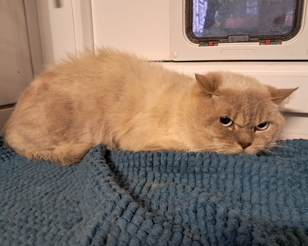 Fundkater Tiernotfilfe Katz & Co.