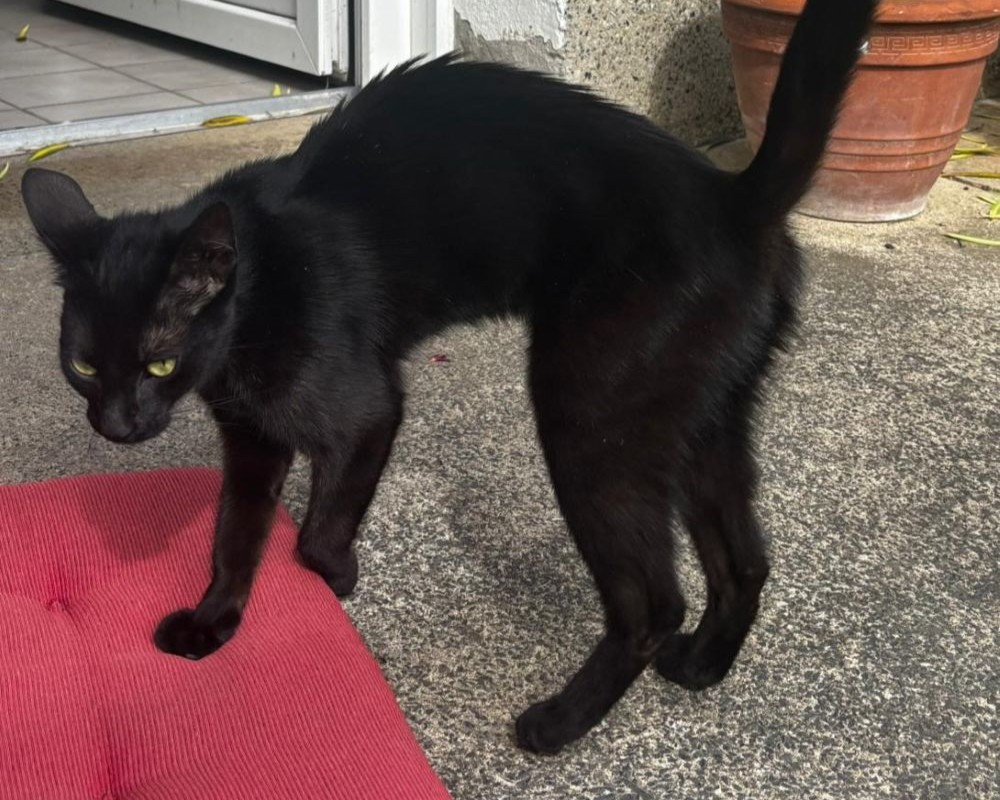 Fundkatze aus Lenderscheid