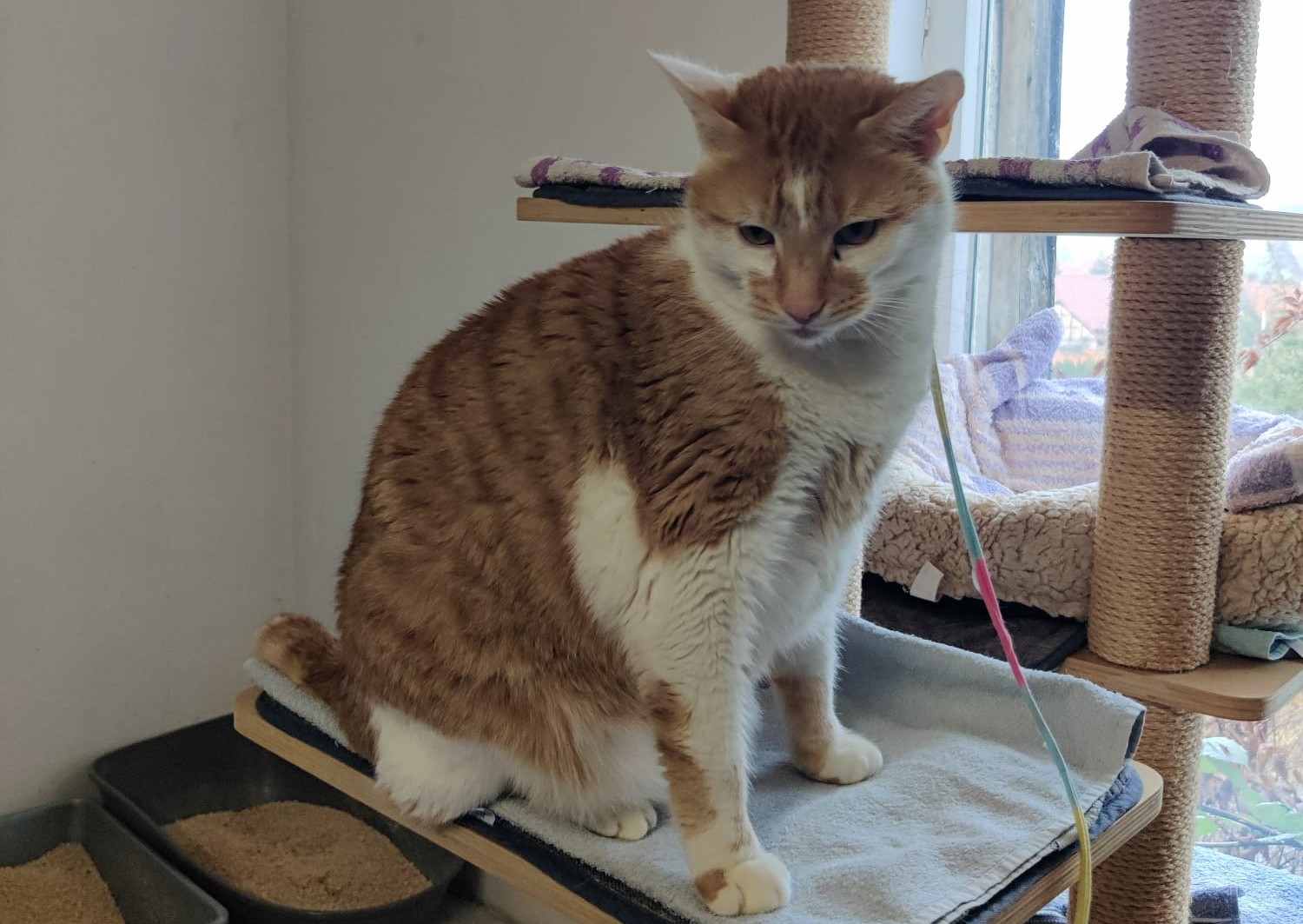 Kater Garry Tiernothilfe Katz und Co
