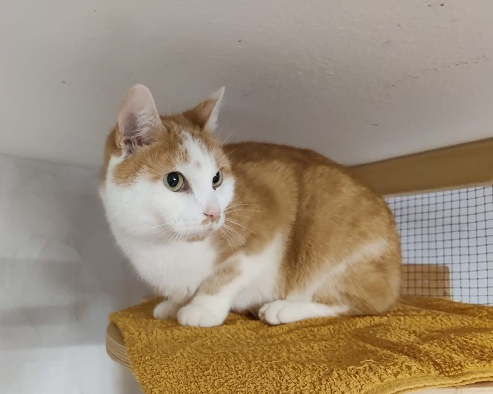 Kater Karlson Tiernothilfe Frielendorf
