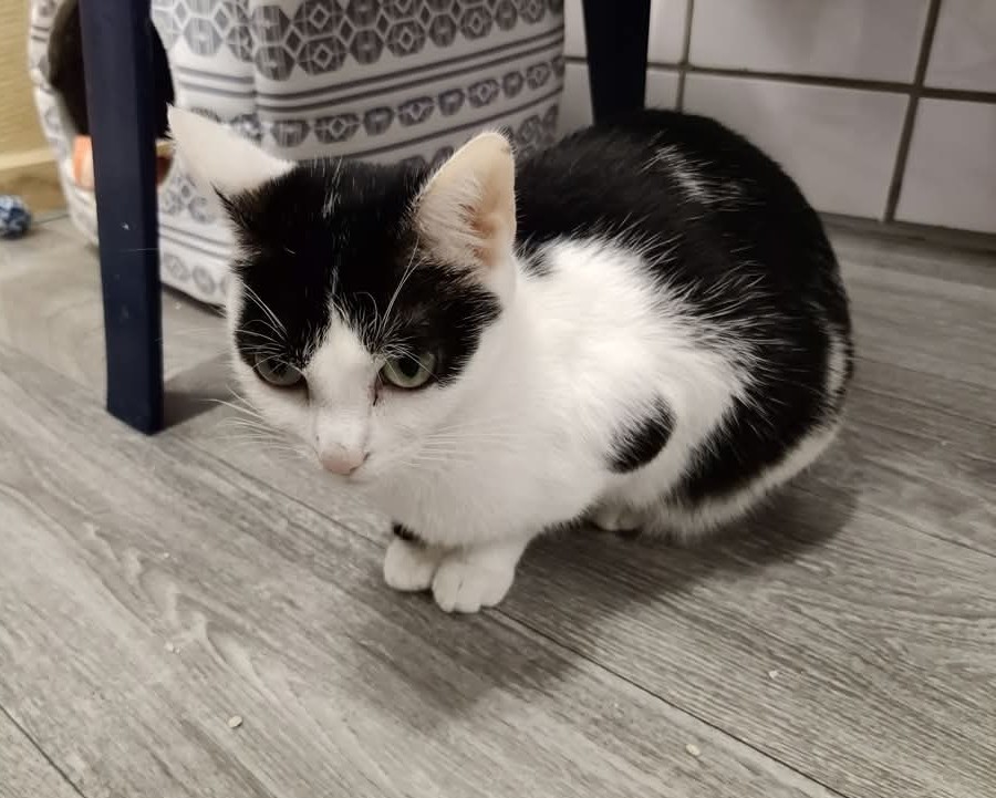 Katze Kim Tiernothilfe Frielendorf