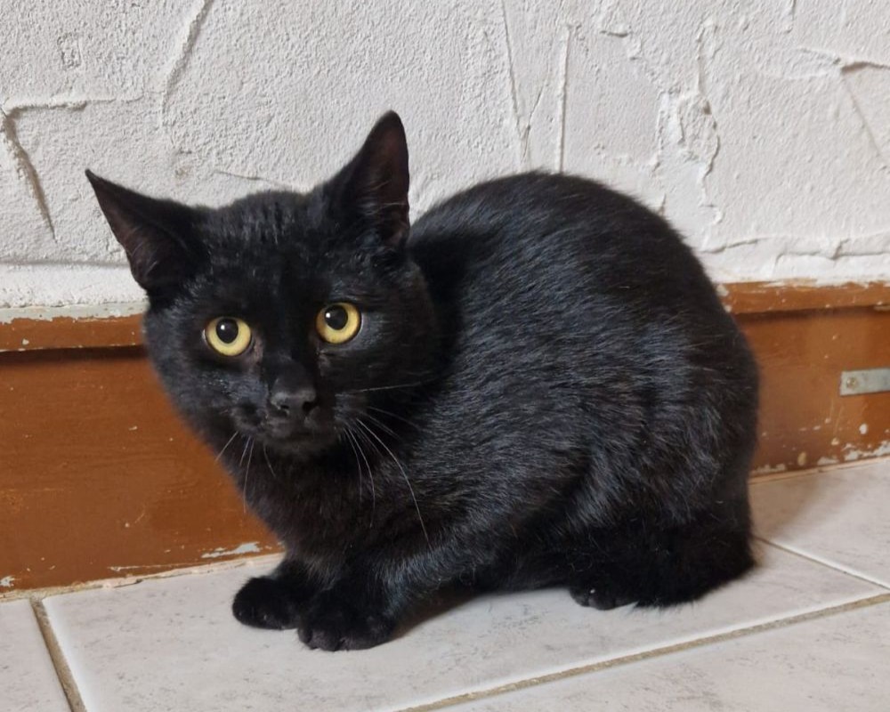 Kater Milo Tiernothilfe Katz & Co.