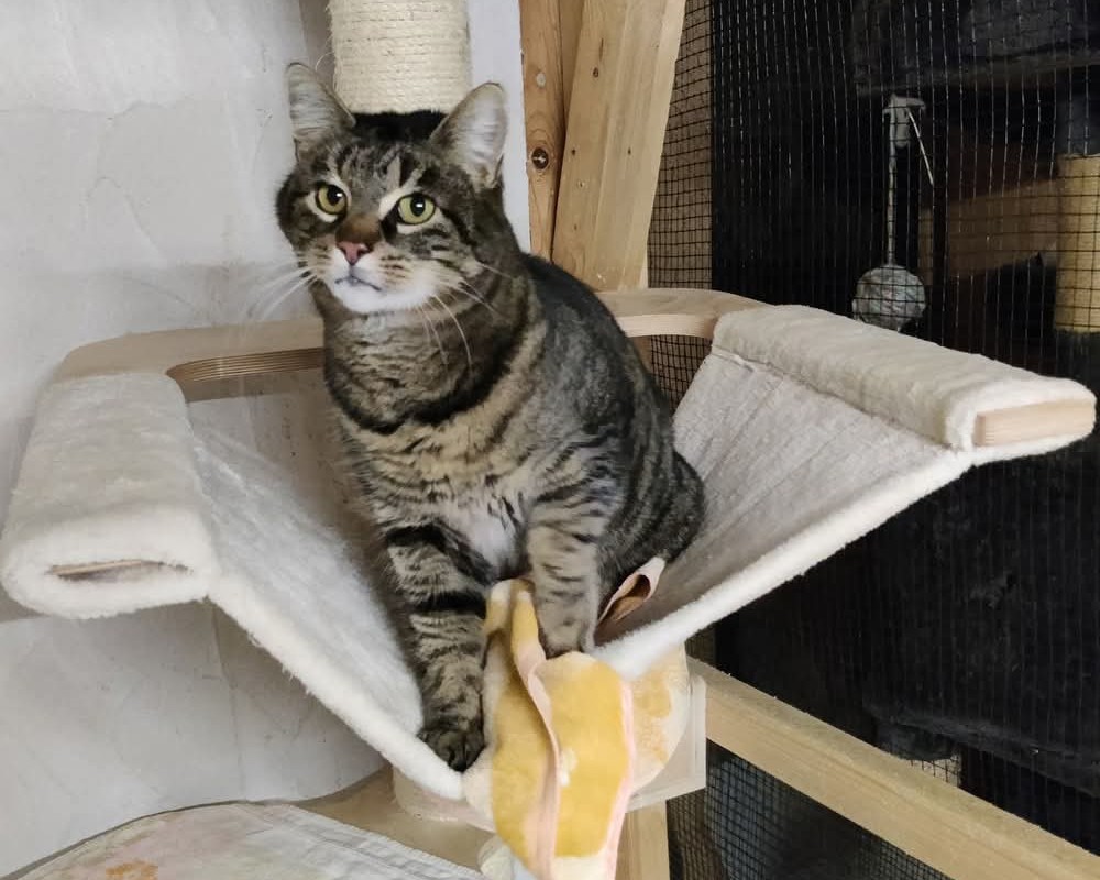 Kater Nemo Tiernothilfe Katz & Co Frielendorf