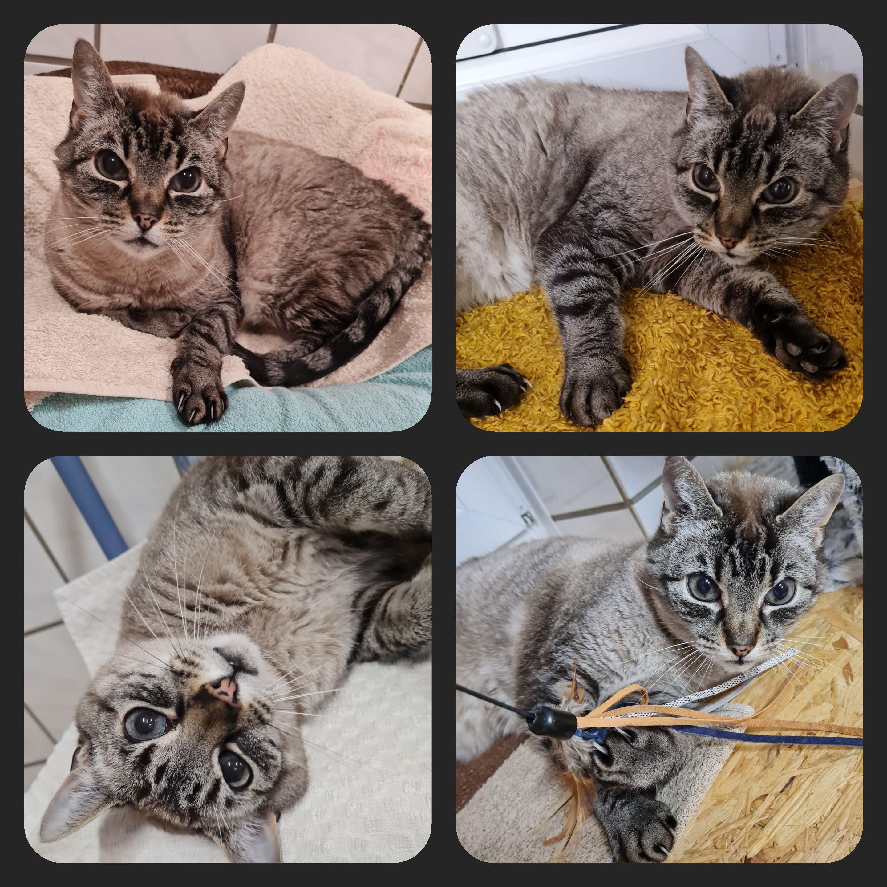 Kater Paulchen