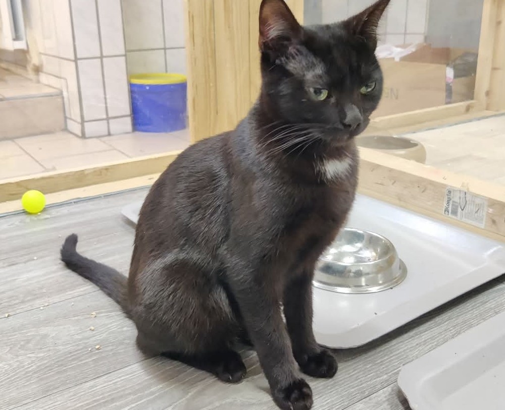Kater Simba Tiernothilfe Frielendorf