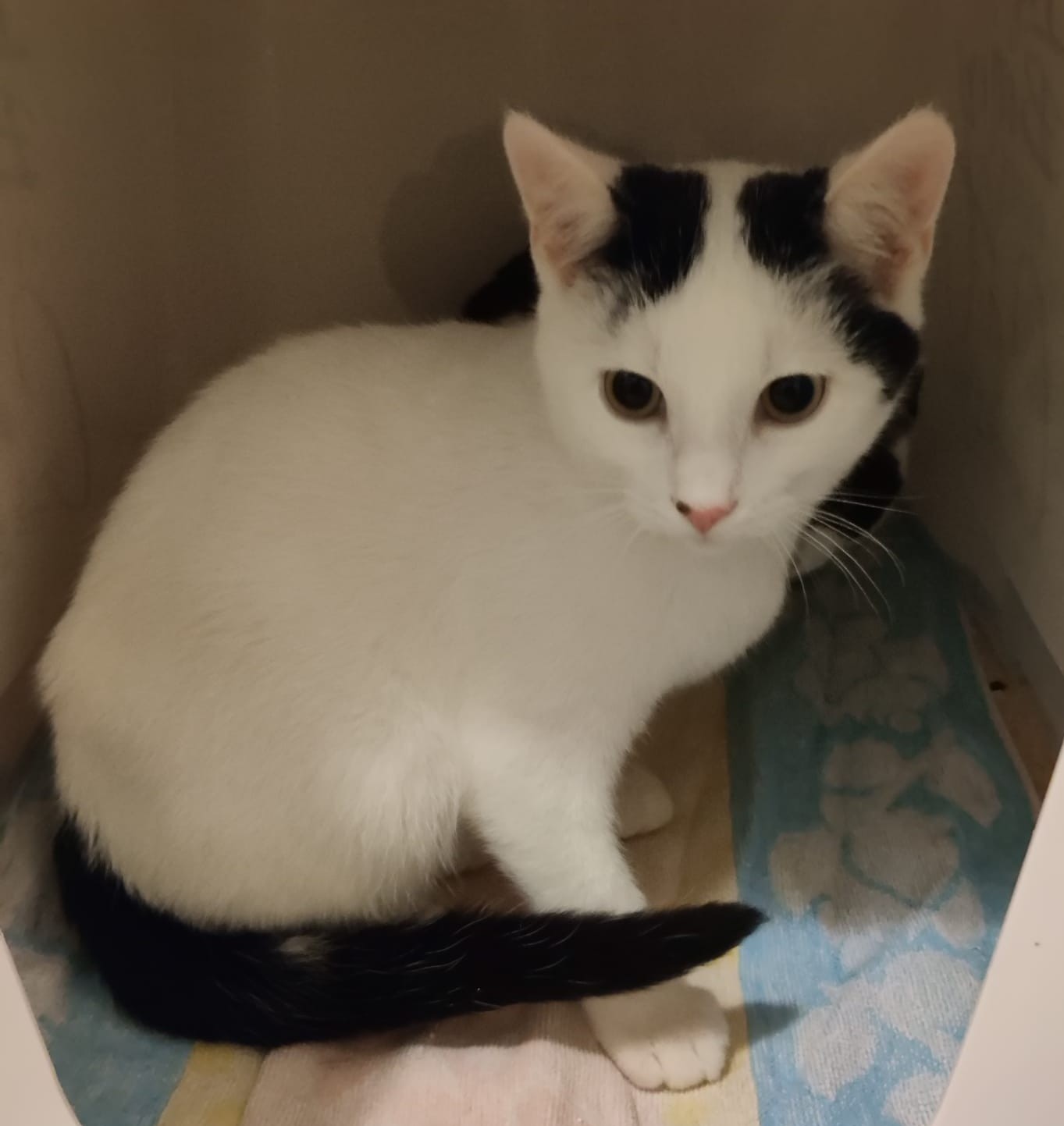 Kater Strolch Tiernothilfe Frielendorf