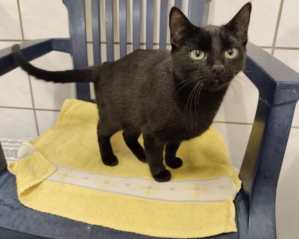 Katze Sunshine Tiernothilfe Katz und Co