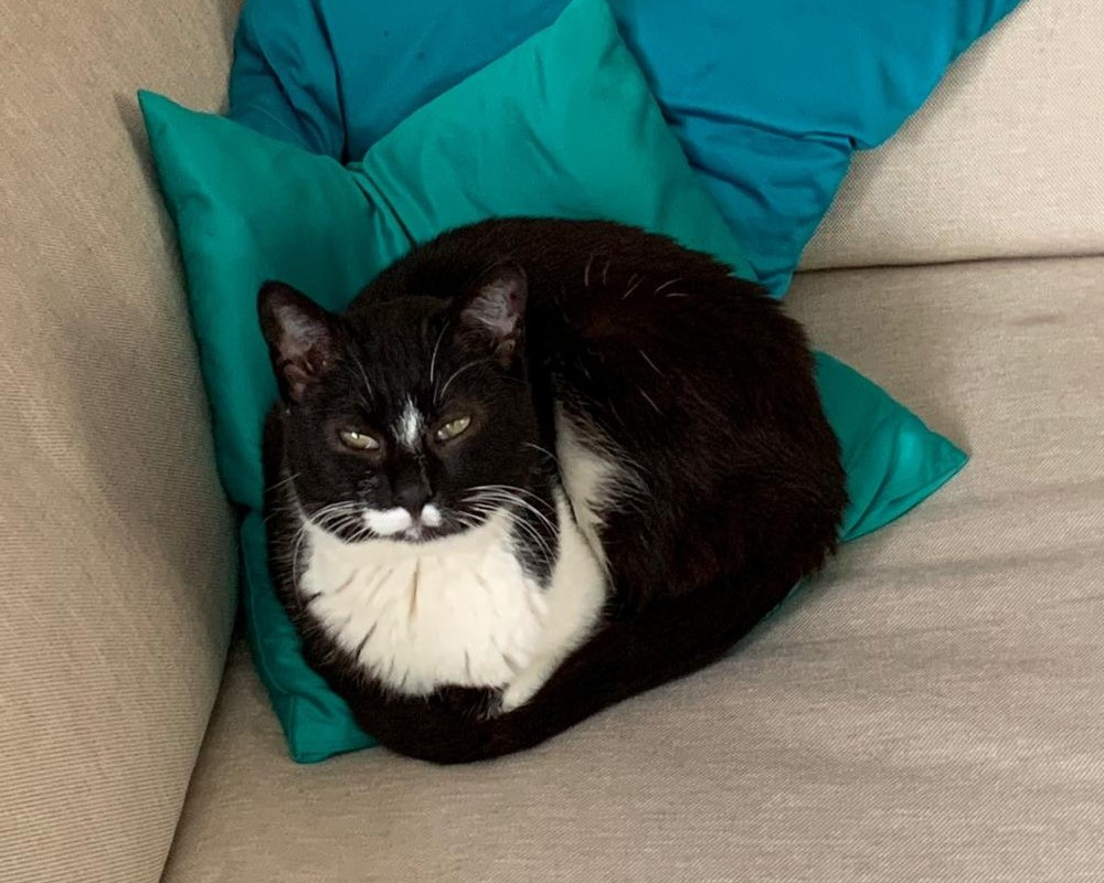 Katze Tony Amelie Katze Tony Amelie