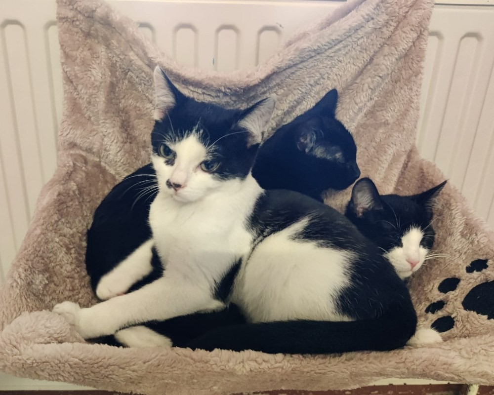 Kater Toulouse Tiernothilfe Frielendorfq