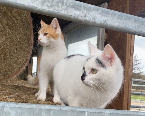 Kater Balu und Katze Nabu